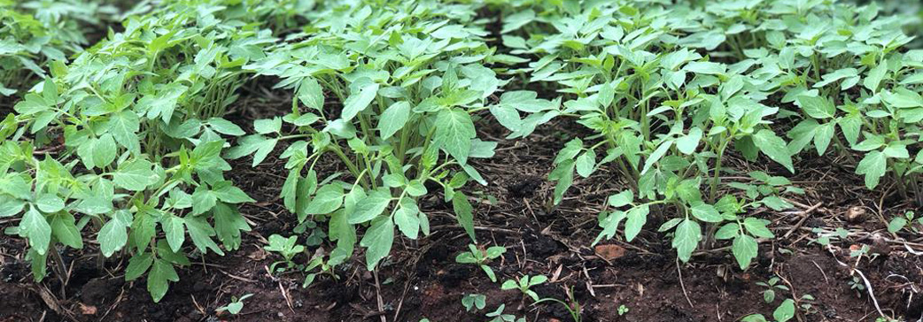 Field crop at Agriseeds demo farm