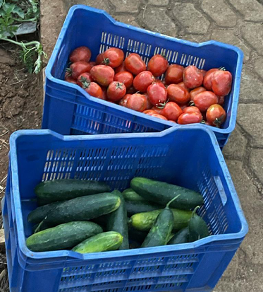 Crate of freshly harvested vegetables grown from Agriseeds varieties
