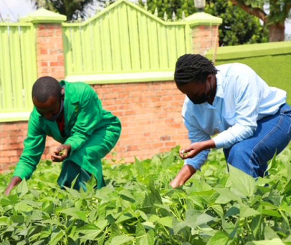 Trainees at the Agriseeds Academy demonstration plots