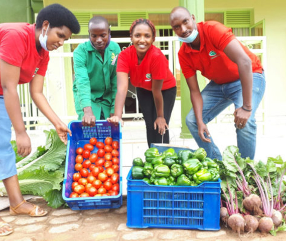 Tomato harvest at the Academy