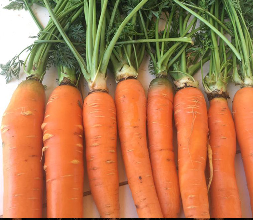 Carrots