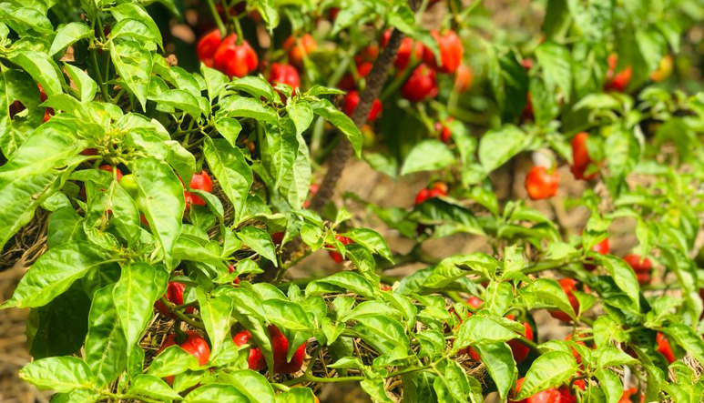 Habanero hot pepper