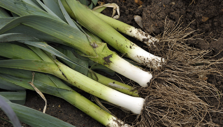 Leek