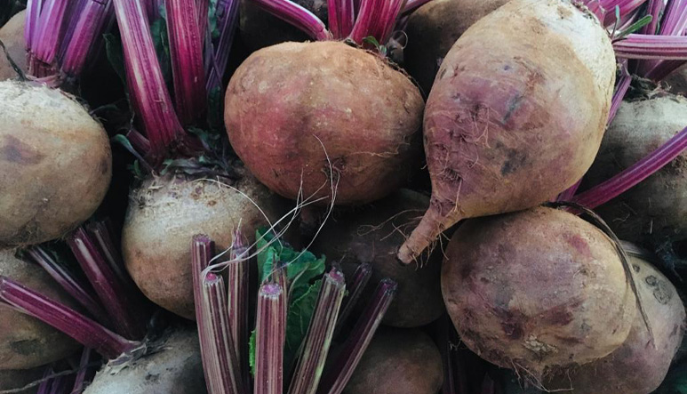 Cherry Belle radish