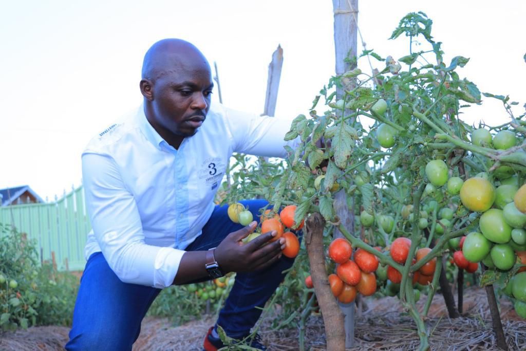 Farmer inspecting tomato plants