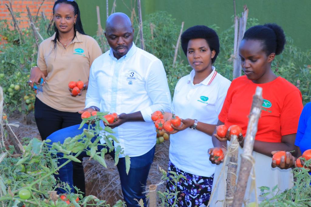 Agriseeds team holding freshly harvested tomatoes