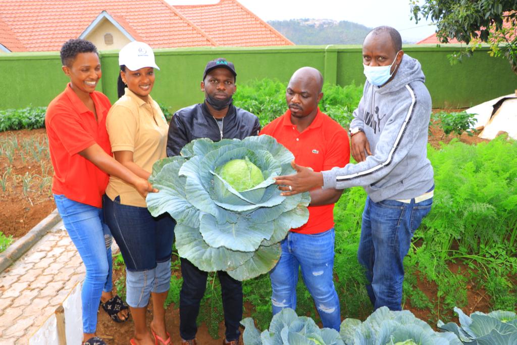 Group with harvested cabbage