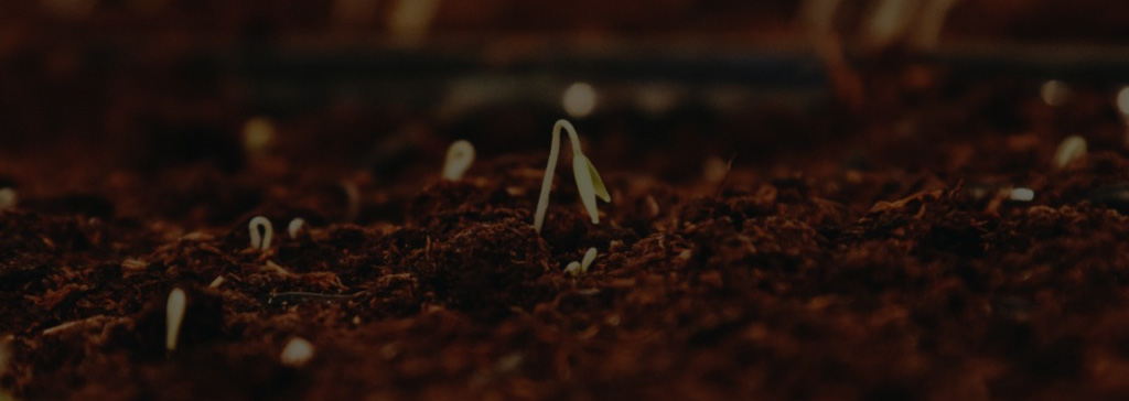 Seedlings growing in soil