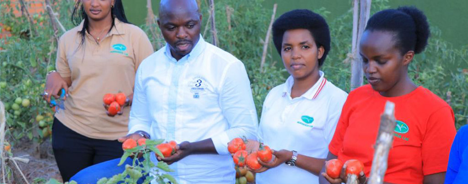 Agriseeds team holding tomatoes