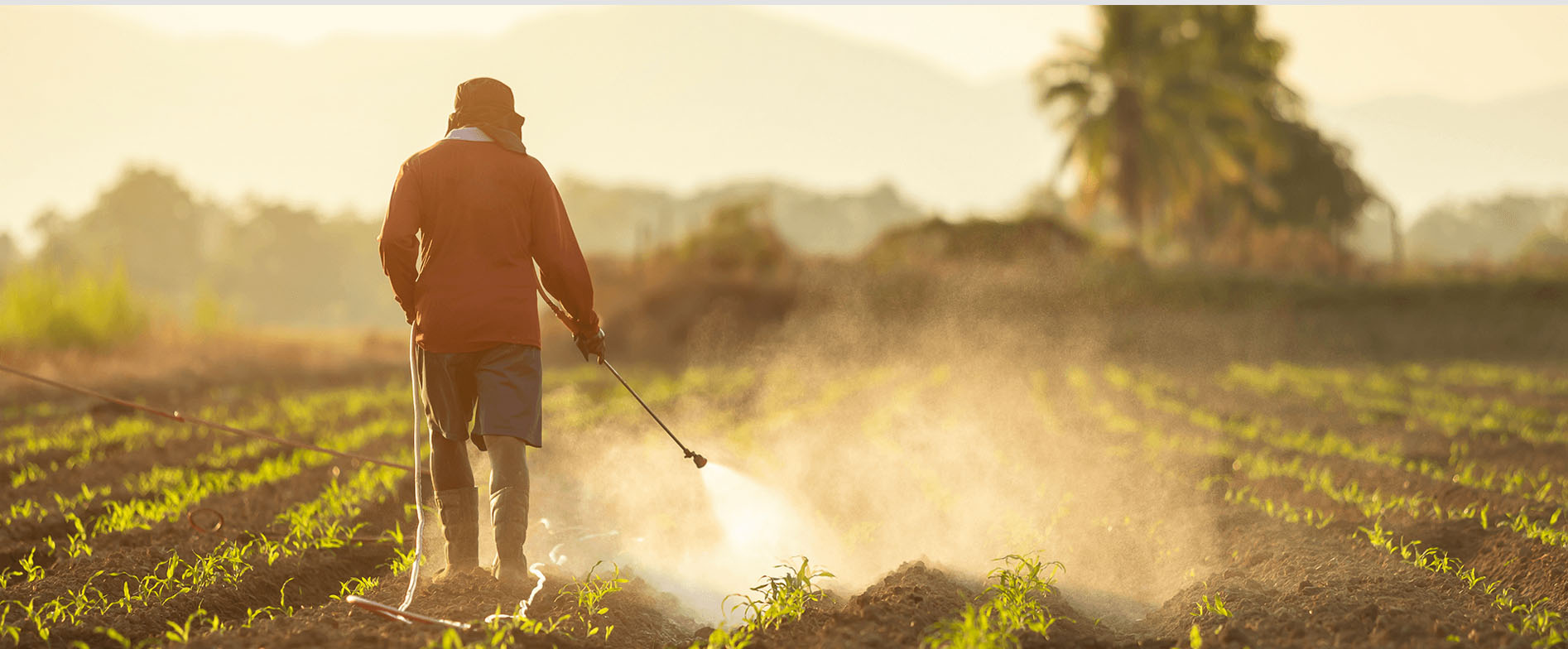 Farmer spraying crops at sunrise