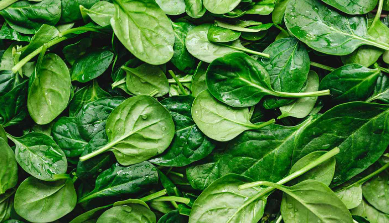Fordhook Giant Swiss chard